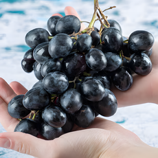 [백화점납품] 프리미엄 20brix 블랙 아도라포도, 1박스, 500g
