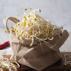 국내산 무농약 친환경 학교급식 콩나물 1kg 2kg