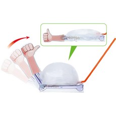 초등 6학년 과학탐구 근육원리 체험형교구 풍선근육 뼈 모형 만들기 과학놀이 실험 과학부