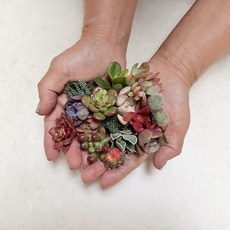 [제이앤미] 초미니 다육식물 선인장 자구, 10개