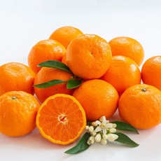 제주 특산물 농장직송 지금 가장 맛있는 만감류 카라향 2.5kg(중소과), 1개, 2.5kg