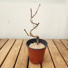 내장산 단풍나무 에스라인 소품139 분재 야생화 노지월동 꽃비종합원예, 1개, 사진참조