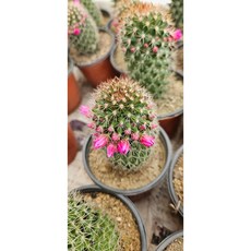 팅커벨 성성환, 1개