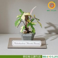 BRAVO LIFE 紙植栽DIY材料包 斑葉龍爪蔓綠絨, 1個, 綠色