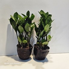 식물공장 원플원 2개발송 금전수 소품 15-30cm 79, 2개