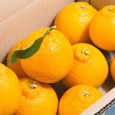 [싱싱냠냠] 고당도 제주 노지 한라봉 못난이 랜덤과, 1개, 5kg