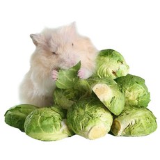 【健康!倉鼠最愛】小動物結球甘藍 鼠零食 凍乾蔬果 新鮮孢子甘藍小動物零食 小寵零食 小寵蔬菜乾 天竺鼠零食 倉鼠零食, 1個, 1 顆, 1g