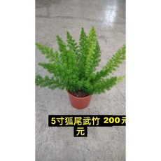 霏霏園藝狐尾武竹5吋盆栽 株型優美易於照料 為居家空間增添綠意與活力, 1個