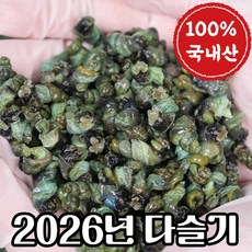 [2026년] 강원도 깐다슬기 자연산 다슬기, 1개, 200g