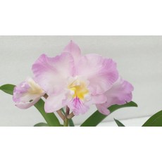 [신라난농원]카틀레야.정통원조크리스마스로즈.예쁜핑크색..좋은향.인기상품.필독뒷사진참고., 1개