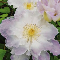 [큐가든] 유럽 클레마티스 뿌리 배로니카초이스 고급종 겹 꽃 으아리꽃 숙근, 1개