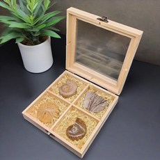 올원픽 화석 수집품 표본 삼엽충 고생물학 장식품, 1개, 4칸 암모나이트 + 불가사리 + 랴오시 식물, 기본 젖꼭지 단계