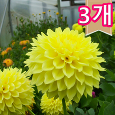 1+1+1달리아 구근 꽃 사계절 개화, 3개, 슈퍼알바