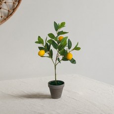 레몬 트리 레몬 조화 화분, 1개, 옐로우