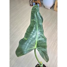 필로덴드론 골든드래곤 라임피들