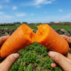 [100박스한정] 우수농가 당도폭발 달콤아삭 구좌당근, 1박스, 3KG 가정용