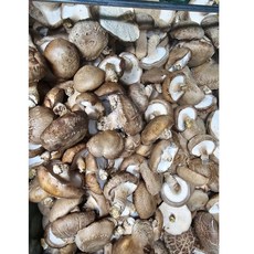 [서산여미표고]표고버섯 가정용 못난이 실속형 파지, 1개, 8kg