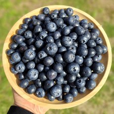 [프리미엄] 100% 칠레산 생 블루베리, 6개, 125g(14~16mm)