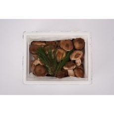 솔송화버섯 무농약 산지직송 400g 번덕뜰 솔송버섯 송화버섯 송고 표고, 1개, 고급형 400g