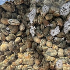 자숙 순살 바지락살 1kg 칼국수 파스타 된장국 찌개