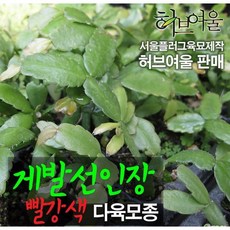서울플러그 육묘제작 허브여울 공기정화 다육이 게발선인장 5종