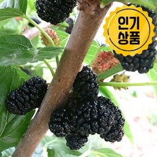 국내산 청일 토종 햇 오디 급냉 뽕나무 열매 고당도 최상품 특품 산지직송, 1개, 2kg (특품)