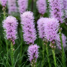 [큐가든] 리아트리스 구근 코볼드 3개 유럽 직수입 특선 세트