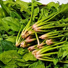 산지직송 신선한 남해 보물초 시금치, 1개, 4kg