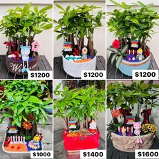 霏霏園藝組合禮盒 開幕誌慶 新居落成 盆栽禮品 綠植盆栽, 1個, 1400元