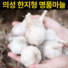 [농장직송] 김장용 육쪽 한지형 의성마늘, 1박스, 1kg (중 30-40개)