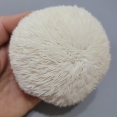 쫄깃한 식감에 입안 가득 고소함 산지직송 국내산 노루궁뎅이버섯, 1박스, 500g