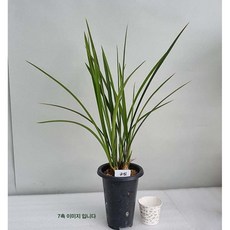 금침/동양난/7촉/10촉/취미난/고급난/선물용난/동양란전문, 금침(포트/7촉), 1개