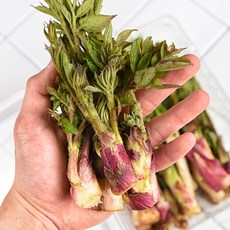 봄향기 가득 국내산 땅두릅 제철 봄나물, 1개, 2kg