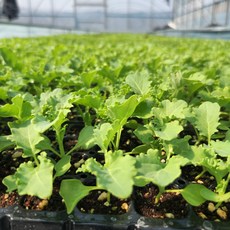 리틀플랜트 컬리케일 모종 크라우저케일 곱슬케일 모종, 5개