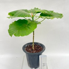 휘커스움베르타 외목대 키 70cm정도 대품 다이노플라워, 1개