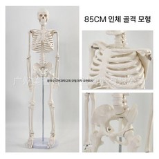 척추모형 해골모형 골격 해부학 과학 실습 교구 두개골 85cm, 85cm인체골격신경프리-화이트