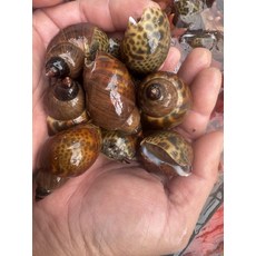 국산 생물 범고동 500g 20미내외 자연산