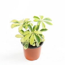 갑조네 칼라홍콩야자(소품), 1개, 단일