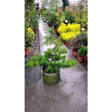 霏霏園藝 真柏盆栽 綠色植物 園藝造景 居家裝飾, 1個