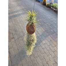 에이피팩토리 코코넛 이오난사 수염틸란드시아 대품 반려식물, 1개