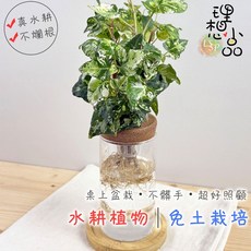 理想小品 黃翠斑常春藤 水耕盆栽 免土栽培, 1個, 黃翠斑常春藤+玻璃圓柱瓶
