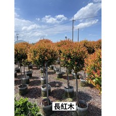 霏霏園藝 長虹木（棒棒糖）1尺袋裝 4尺高 （40-50面）園藝造景, 1個