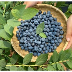 국내산 아삭이 식감 왕 생 블루베리 대사이즈 18~20mm, 1개, 200g