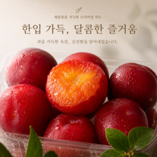 [15brix] 달콤한 하우스 와촌자두 대석자두, 1박스, 1kg 중소과.