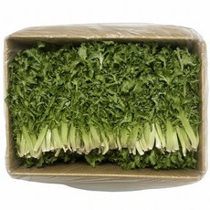 농진사 치커리 국내산 특품, 1개, 2kg