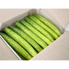 [산지직송 당일수확] 천안아우내 오이 백다다기 백오이 - 쿠쿠팜 악어오이, 15개, 특등급 3kg