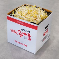 [생산자 직송] 천연 암반수로 키운 튼실한 꼬부린 콩나물, 2kg, 1개