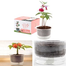 삼투압화분 봉선화씨앗 흙 묶음 자동물공급 45040PC 1(ea)