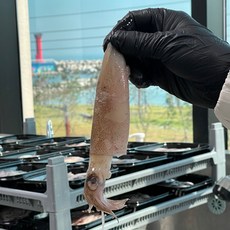 원양산 총알한치 500g(15~23미 내외), 1개