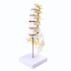척추 모형 뼈 교육용 학습용 대학교 해부학 인체 구조 실습용 모델 관절 S